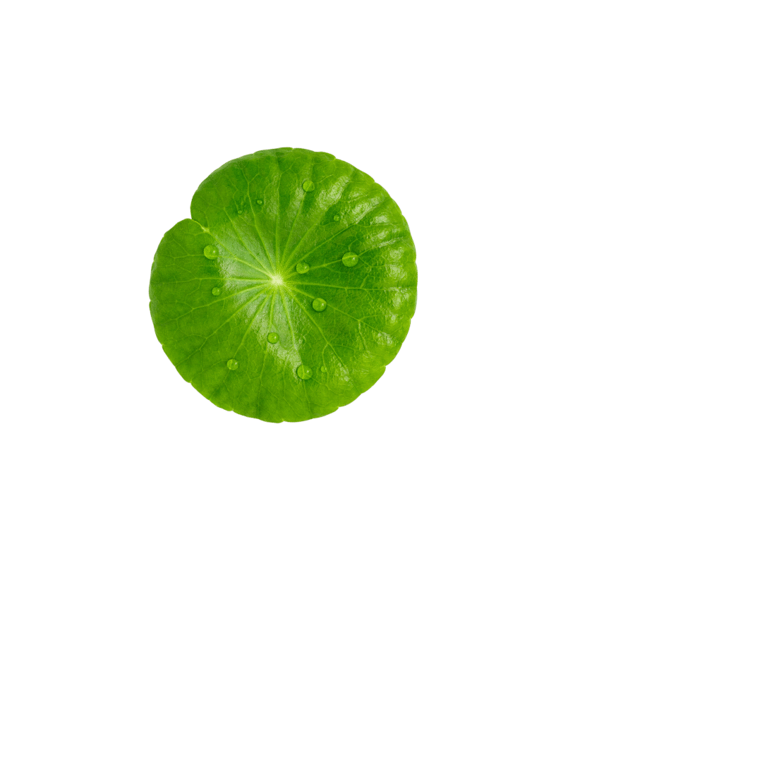 plante deco 1