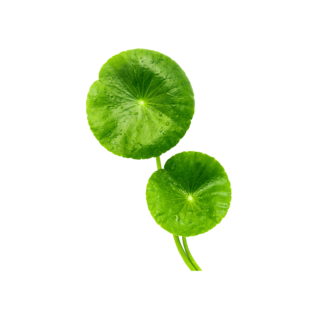 plante deco